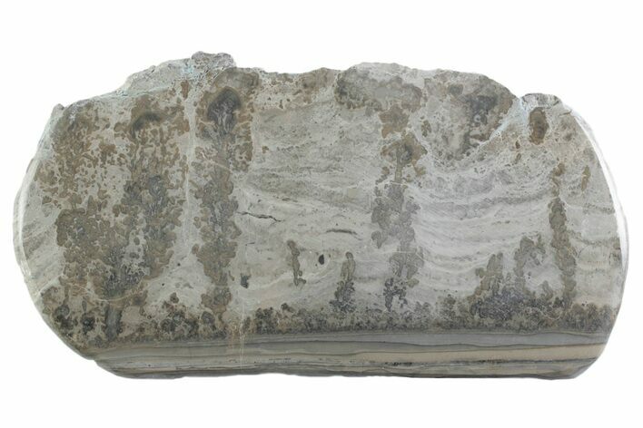 Triassic Aged Stromatolite Fossil - England #365675